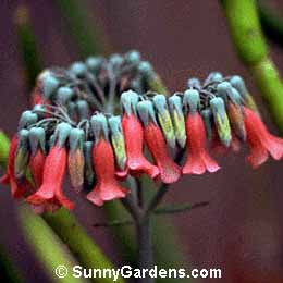 Kalanchoe tubiflora, Chandelier Plant, Bryophyllum tubiflorum