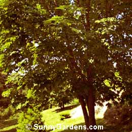 Kalopanax septemlobus, Prickly Castor Oil Tree, Kalopanax pictus, Castor arailia