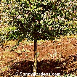 Cercidiphyllum japonicum, Katsura Tree