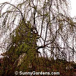 Cercidiphyllum japonicum magnificum, Katsura Tree, Weeping Katsura Tree