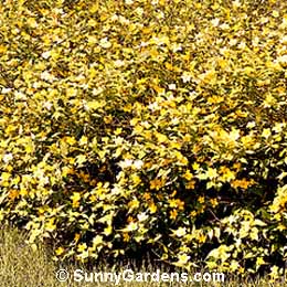 Kerria japonica, Japanese Kerria