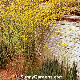 Kerria japonica, Japanese Kerria
