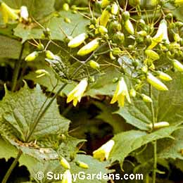 Kirengeshoma palmata