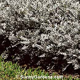 Centaurea cineraria, Dusty Miller
