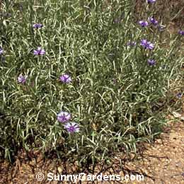 Centaurea cyanus, Cornflower, Blue-Bottle, Bachelor's Button