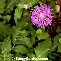 Centaurea dealbata, Star Thistle, Knapweed, Persian Cornflower