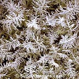 Centaurea gymnocarpa, Star Thistle, Knapweed, Dusty Miller