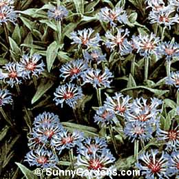 Centaurea montana, Mountain Bluets, Perennial Cornflower