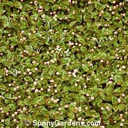 Polygonum capitatum, Knotweed, Smartweed, Pink Fleece Flower