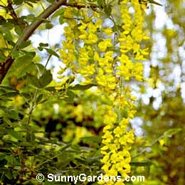Laburnum x watereri, Golden Rain Tree