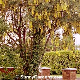 Laburnum x watereri, Golden Chain Tree, Waterer Laburnum