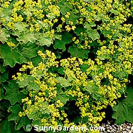 Alchemilla mollis, Lady's Mantle