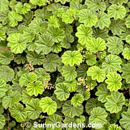 Alchemilla pectinata, Lady's Mantle