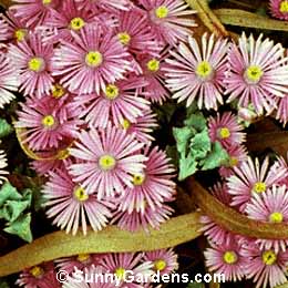 Lampranthus deltoides, Oscularia deltoides, Ice Plant