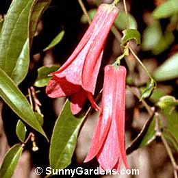 Lapageria rosea, Chilean Bellflower