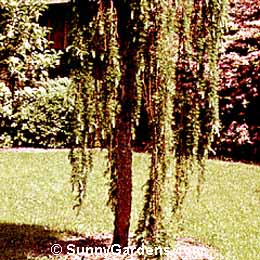 Larix decidua, Weeping European Larch