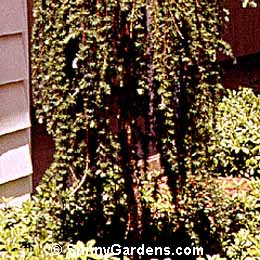 Larix decidua, Weeping European Larch, Larix europeana, Larix decidua 'Viminalis'
