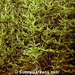 Larix laricina, Eastern Larch, American Larch