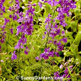 Consolida ambigua, Delphinium ajacis, Annual Delphinium
