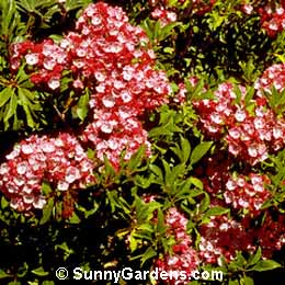 Kalmia latifolia, Laurel