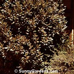 Laurus nobilis, Grecian Laurel, Sweet Bay