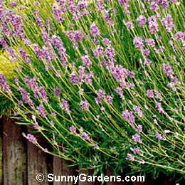 Lavandula, Lavender