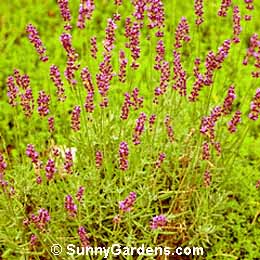 Lavandula angustifolia, English Lavender