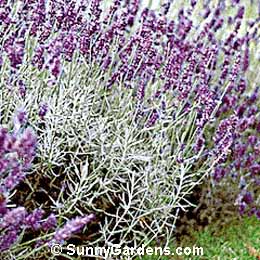 Lavandula angustifolia, English Lavender