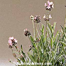 Lavandula angustifolia, Dwarf English Lavender