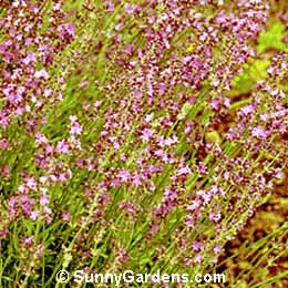Lavandula angustifolia, Munsted Lavender, Munsted Dwarf