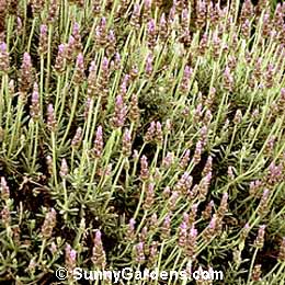 Lavandula dentata, Lavender