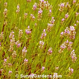 Lavandula x intermedia, Provence Lavender