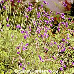 Lavandula multifida, Lavender
