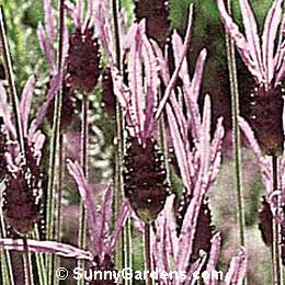 Lavandula stoechas, Spanish Lavender