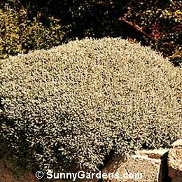 Santolina chamaecyparissus, Lavender Grey Cotton
