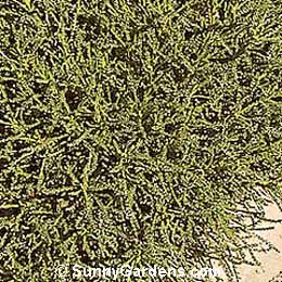 Santolina virens, Lavender Green Cotton, Holy Flax
