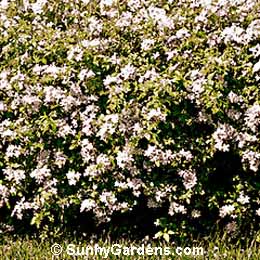 Plumbago auriculata, Cape Leadwort, Cape Plumbago, Plumbago capensis