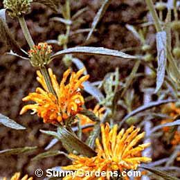 Leonotis leonurus, Lion's Ear, Lion's Tail
