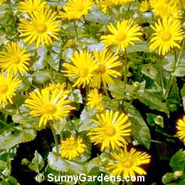Doronicum cordatum, Leopard's Bane