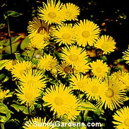 Doronicum cordatum, Leopard's Bane