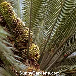 Lepidozamia peroffskyana