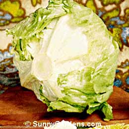 Lactuca sativa, Head Lettuce, Crisphead Lettuce