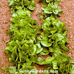 Lactuca sativa, Butterhead, Boston