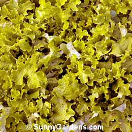 Lactuca sativa, Lettuce