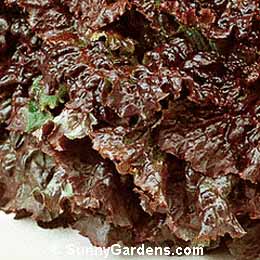 Lactuca sativa, Leaf Lettuce