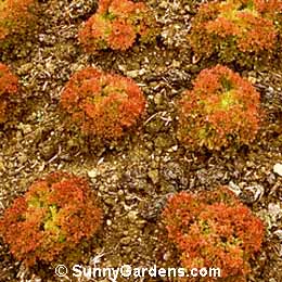 Lactuca sativa, Lettuce