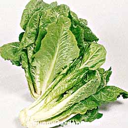 Lactuca sativa, Leaf Lettuce