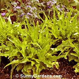 Lactuca sativa, Lettuce
