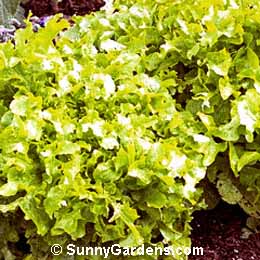 Lactuca sativa, Lettuce