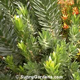 Leucodendron argenteum